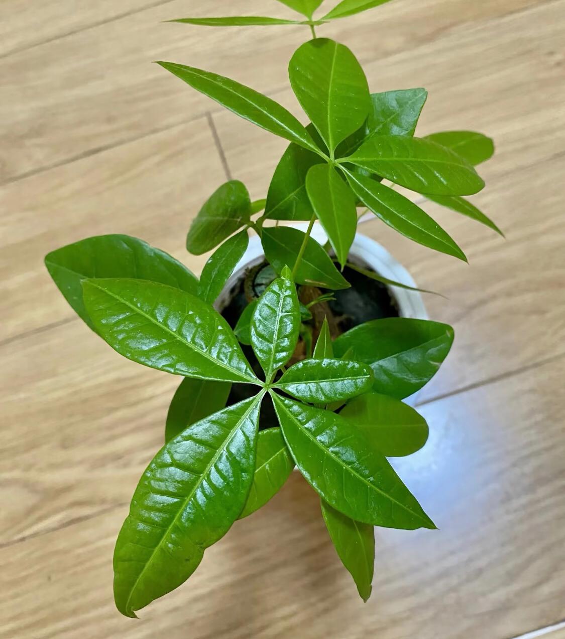 生活在忙，也要留点时间给绿